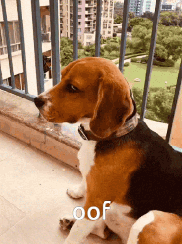 A Brown And White Dog Is Sitting On A Balcony And The Word Oof Is On The Bottom Right GIF
