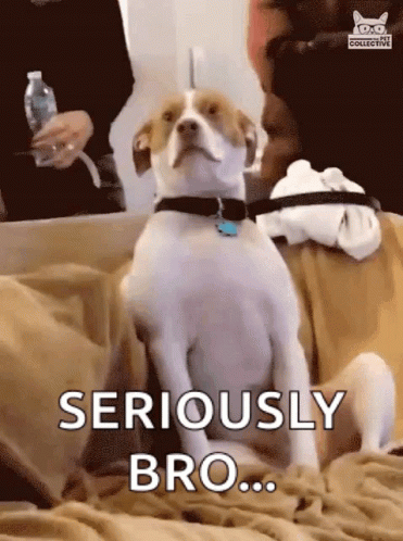 A Brown And White Dog Is Sitting On A Bed With The Words Seriously Bro Written Below It GIF