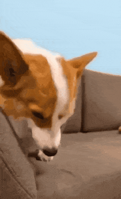 A Brown And White Dog Is Sitting On A Couch Looking At Something GIF