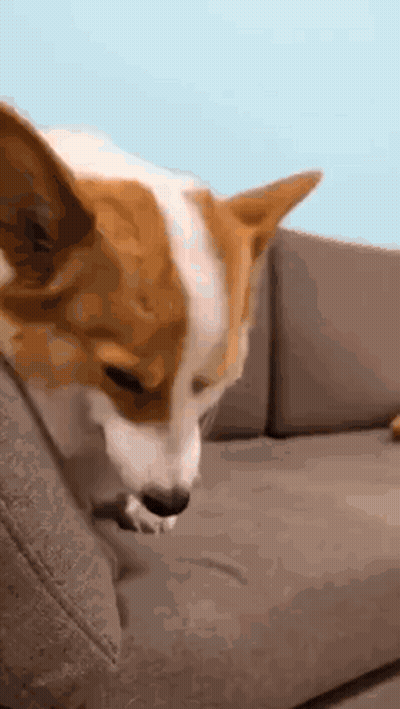 A Brown And White Dog Is Sitting On A Couch Looking At Something . GIF