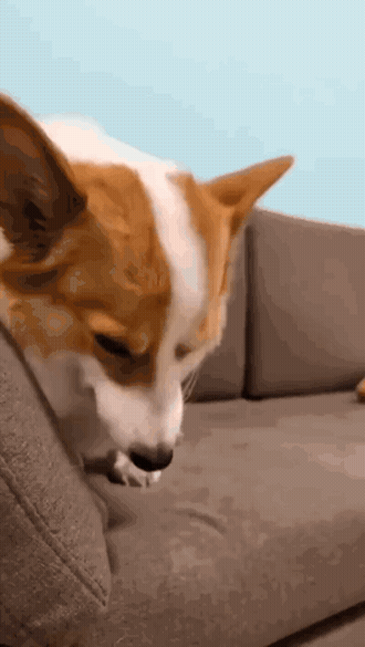A Brown And White Dog Is Sitting On A Couch Looking At Something . GIF