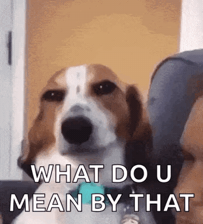 A Brown And White Dog Is Sitting On A Couch With The Words `` What Do U Mean By That '' . GIF