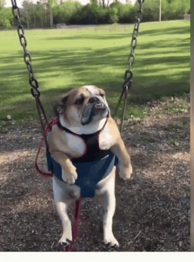 A Brown And White Dog Is Sitting On A Swing In A Park GIF