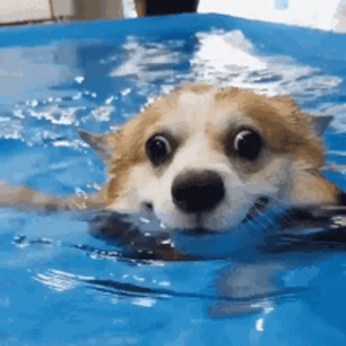 A Brown And White Dog Is Swimming In A Pool Of Water . GIF