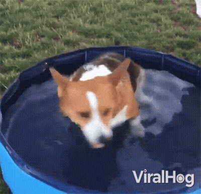 A Brown And White Dog Is Swimming In A Small Pool Of Water . GIF