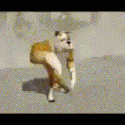 A Brown And White Dog Is Walking On The Ground GIF