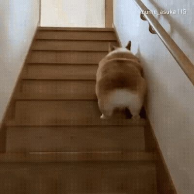 A Brown And White Dog Is Walking Up A Set Of Wooden Stairs GIF