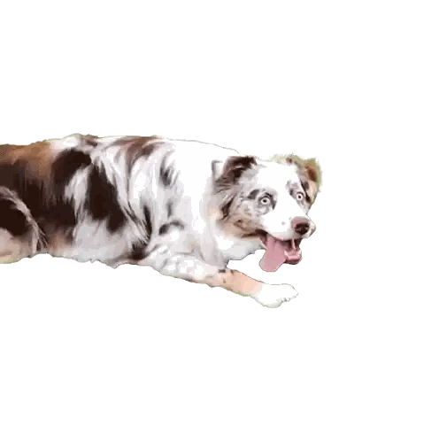 A Brown And White Dog Laying Down With Its Tongue Out Sticker