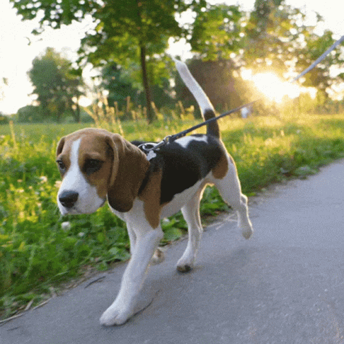 A Brown And White Dog On A Leash Is Walking Down A Road GIF
