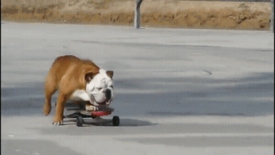 A Brown And White Dog Riding A Skateboard On A Sidewalk GIF
