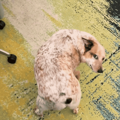 A Brown And White Dog Sitting On A Carpet GIF