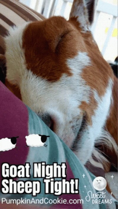 A Brown And White Dog Sleeping On A Pillow With The Words Goat Night Sheep Tight On The Bottom GIF