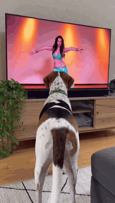 A Brown And White Dog Standing In Front Of A Television Watching A Woman Dance GIF