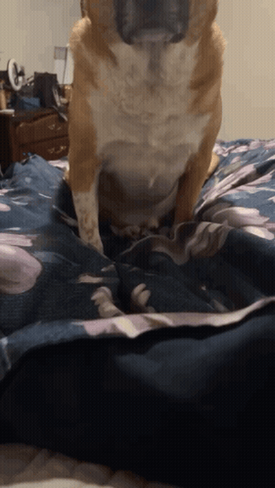 A Brown And White Dog Standing On A Bed GIF