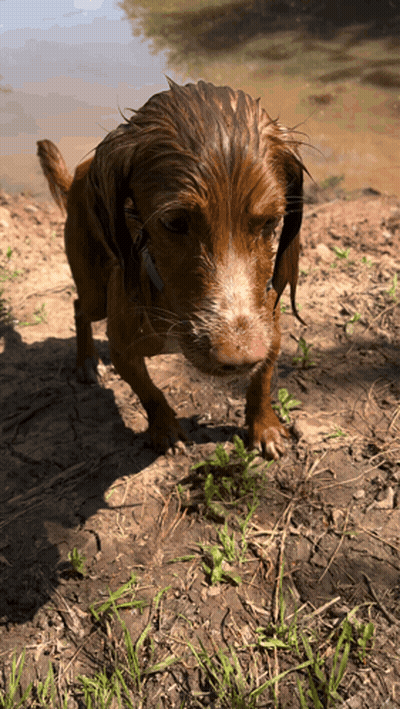 A Brown And White Dog Standing On A Dirt Field GIF