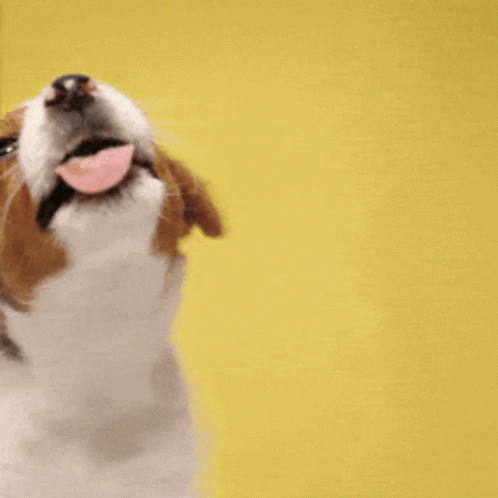 A Brown And White Dog Sticking Its Tongue Out In Front Of A Yellow Background With The Words Tongue Out Tuesday GIF