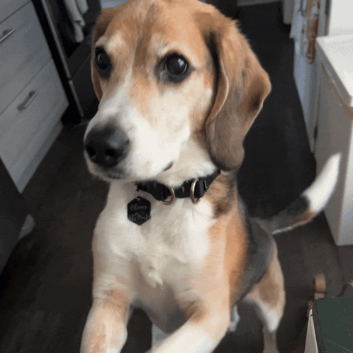 A Brown And White Dog Wearing A Black Collar With A Tag That Says ' Amanda ' GIF