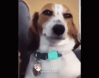A Brown And White Dog Wearing A Blue Collar And A Tag That Says Control Zero . GIF