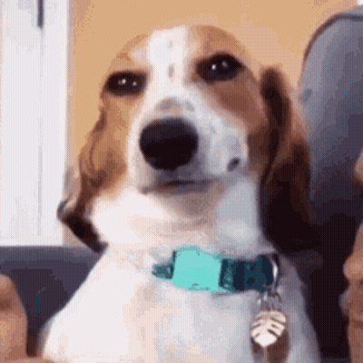 A Brown And White Dog Wearing A Blue Collar Is Sitting On A Couch And Looking At The Camera . GIF