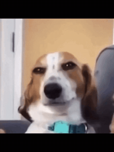A Brown And White Dog Wearing A Blue Collar Is Sitting On A Couch . GIF