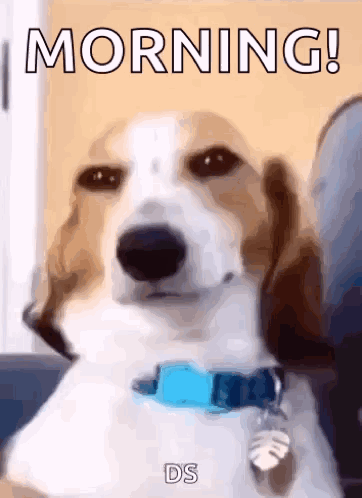 A Brown And White Dog Wearing A Blue Collar With The Words Morning Written On It GIF