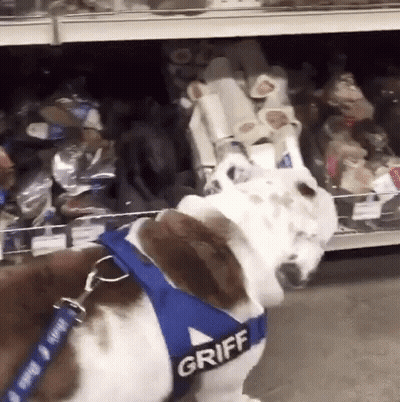 A Brown And White Dog Wearing A Harness That Says Griff GIF