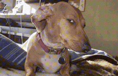 A Brown And White Dog Wearing A Red Collar With A Tag That Says ' I Love You ' On It GIF