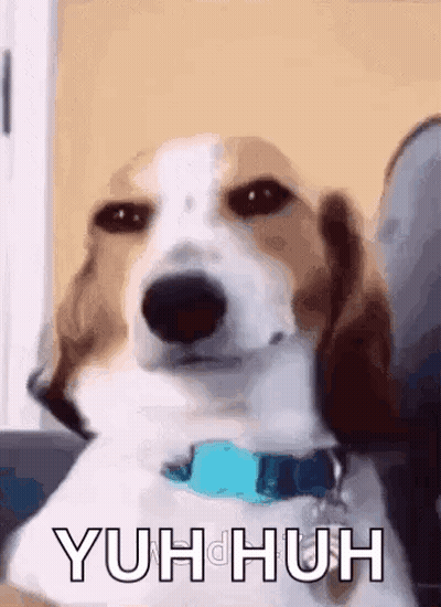 A Brown And White Dog With A Blue Collar Is Sitting On A Couch And Making A Funny Face . GIF