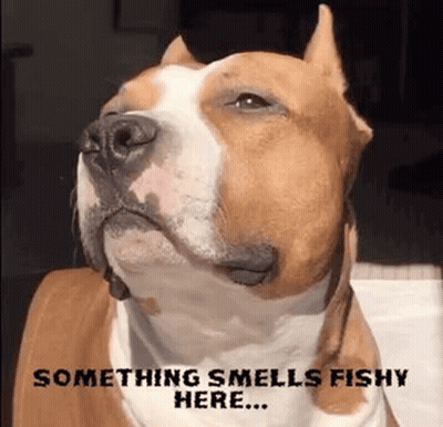 A Brown And White Dog With A Caption That Says Something Smells Fishy Here GIF