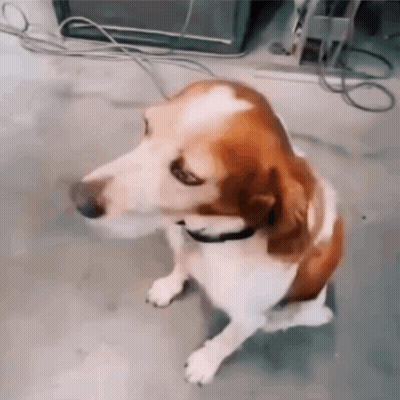 A Brown And White Dog With A Collar Is Sitting On The Floor GIF