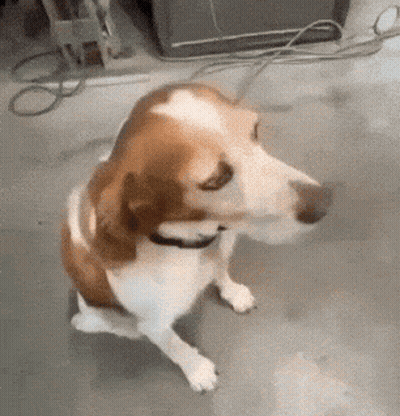 A Brown And White Dog With A Collar Is Sitting On The Floor Looking At The Camera . GIF