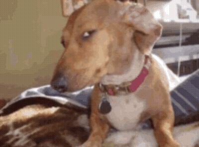A Brown And White Dog With A Pink Collar Is Sitting On A Bed With A Cat . GIF