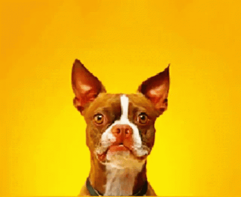 A Brown And White Dog With A Yellow Background Looks At The Camera GIF