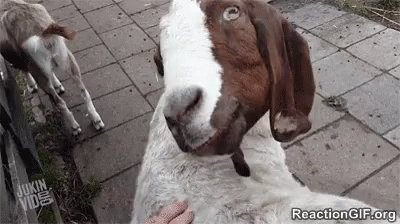 A Brown And White Goat Is Being Petting By A Person On A Sidewalk . GIF