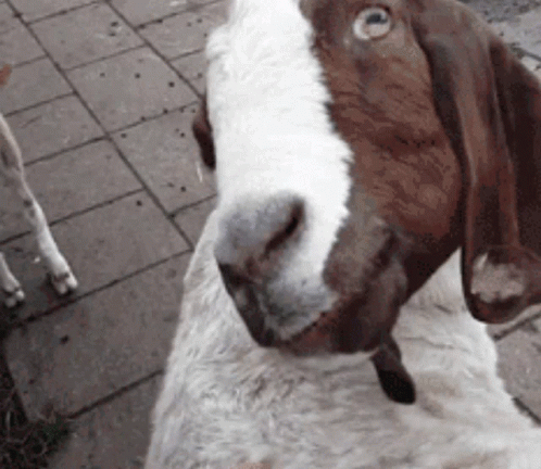A Brown And White Goat Standing On A Sidewalk GIF