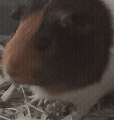 A Brown And White Guinea Pig Chews On A Stick Of Hay GIF