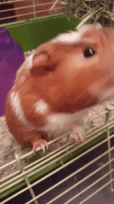 A Brown And White Guinea Pig Is In A Cage GIF