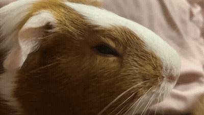 A Brown And White Guinea Pig With A Pink Background GIF