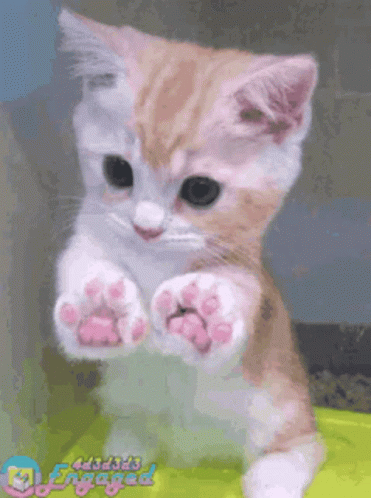 A Brown And White Kitten With Pink Paws Is Sitting On A Green Container . GIF