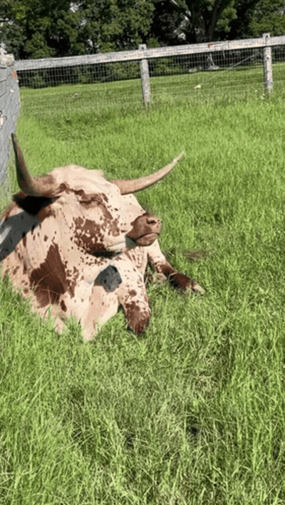 A Brown And White Longhorn Cow Laying In The Grass GIF