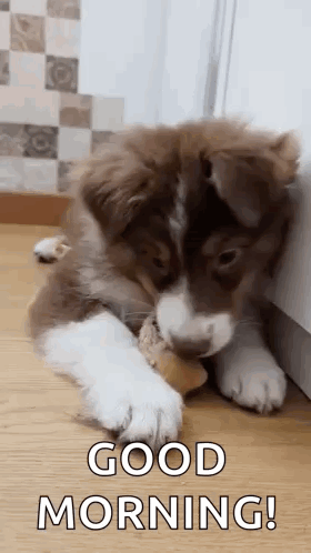 A Brown And White Puppy Is Chewing On A Bone While Laying On The Floor . GIF