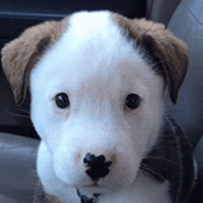 A Brown And White Puppy Is Sitting In A Car And Looking At The Camera GIF