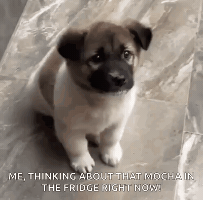 A Brown And White Puppy Is Sitting On A Marble Floor And Thinking About That Mocha In The Fridge Right Now . GIF
