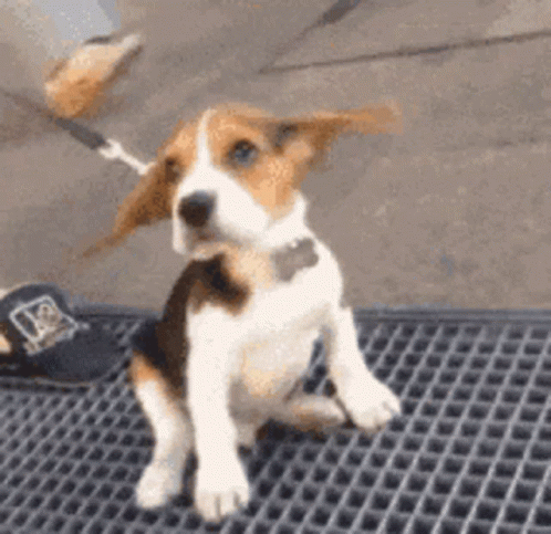 A Brown And White Puppy Is Sitting On A Mat . GIF