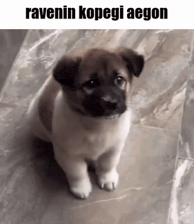 A Brown And White Puppy Is Sitting On A Tiled Floor With The Words Ravenin Kopegi Aegon Above It . GIF