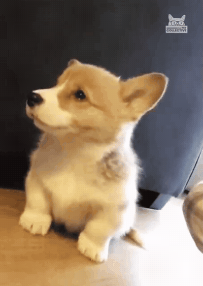 A Brown And White Puppy Is Sitting On A Wooden Floor . GIF