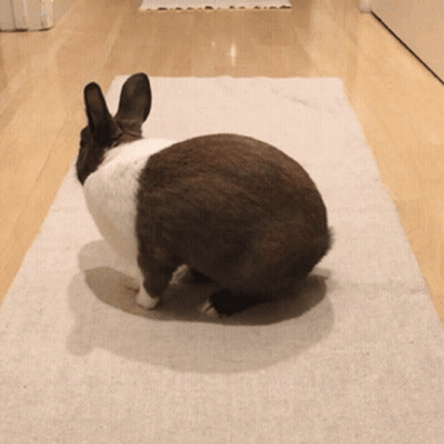 A Brown And White Rabbit Is Sitting On A White Rug In A Hallway GIF