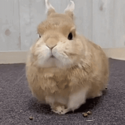 A Brown And White Rabbit Is Standing On A Carpeted Floor . GIF