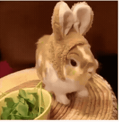 A Brown And White Rabbit Wearing A Bunny Hat GIF