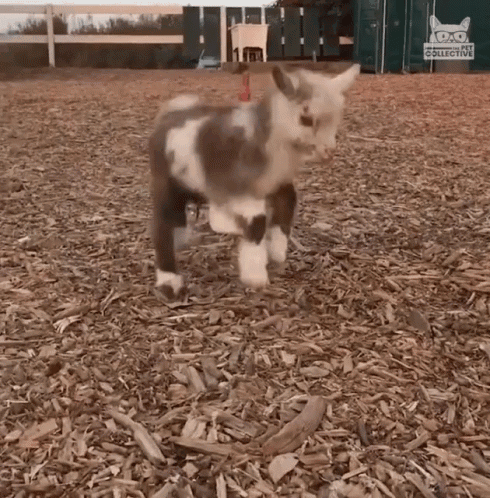 A Brown And White Sheep Is Standing In A Pile Of Wood Chips . GIF